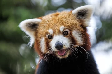 Crédence de cuisine en verre imprimé Panda Panda rouge