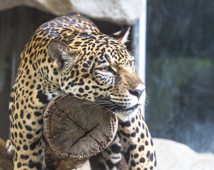 close up of a large Jaguar cat