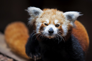 Fototapeta premium Red Panda