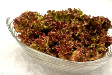 Red cabbage lettuce head