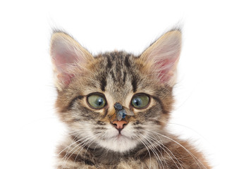 Obraz premium Cat and fly