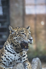 close up of a large Jaguar cat