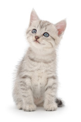 Fototapeta na wymiar Kitten on a white background