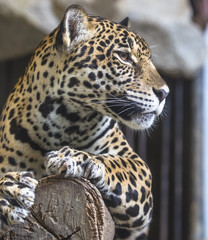 close up of a large Jaguar cat