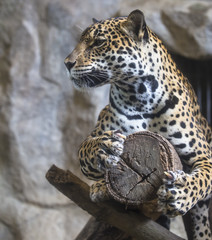 close up of a large Jaguar cat