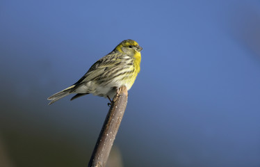 Serin, Serinus serinus