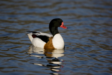 Shelduck, Tadorna tadorna
