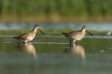 Short-billed dowitcher, Limnodromus griseus