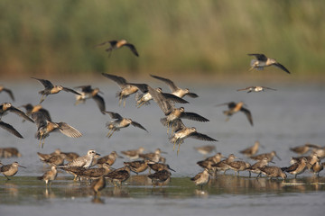 Short-billed dowitcher, Limnodromus griseus