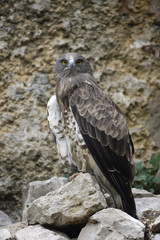 Short-toed eagle, Circaetus gallicus