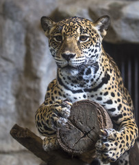 close up of a large Jaguar cat