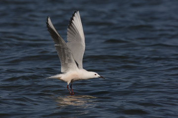 Fototapeta na wymiar Slender-billed gull, Larus genei
