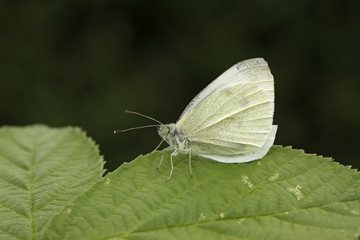 Small white butterfly, Pieris rapae