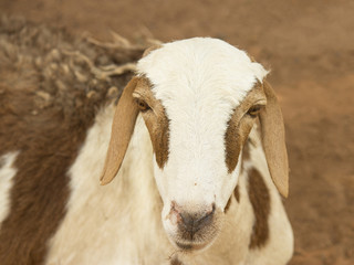 Portrait of an African female sheep, photo