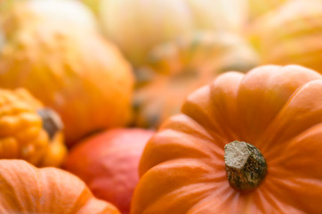 Fototapeta premium Pumpkins background