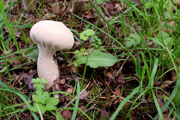 Puffball mushroom among fall leaves and grass