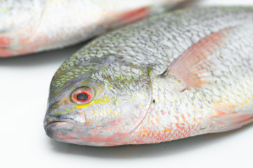 YELLOWTAIL FUSILIER, Raw fish Isolate on white