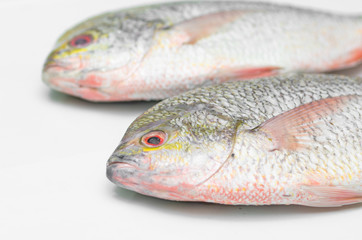 YELLOWTAIL FUSILIER, Raw fish Isolate on white