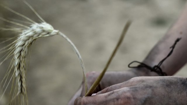Hands holding barley. Hunger, starvation concept.