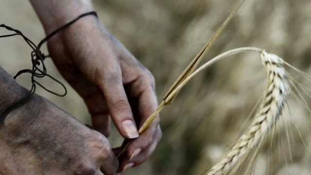 Hands holding barley. Hunger, starvation concept.