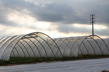 Fototapeta premium greenhouses