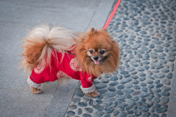 Small Spitz type Pomeranian dog also called Pom or Pom Pom