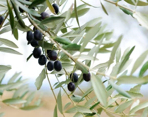 Foto op Plexiglas Olijfboom olijftak