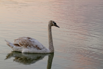 Lonely swan