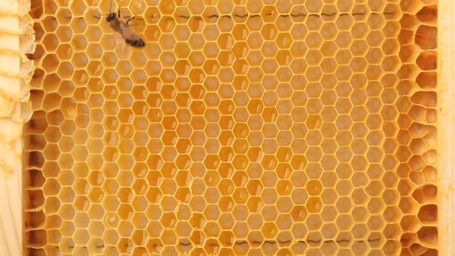 bee on honeycomb