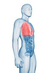 3d rendered illustration of the male lung