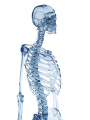 3d rendered illustration of a glass skeleton