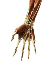 Obraz na płótnie Canvas 3d rendered illustration of the muscles of the hand