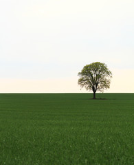Obraz premium Tree on green field