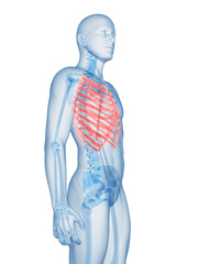 3d rendered illustration of the rib cage