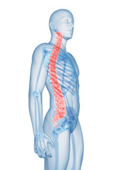 3d rendered illustration of the spine