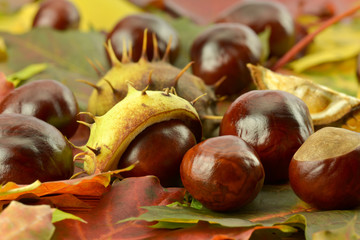 Kasztany na liściach klonu