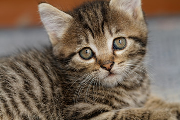 Tabby kitten