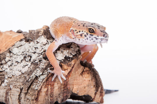Eublepharis Macularius Designer