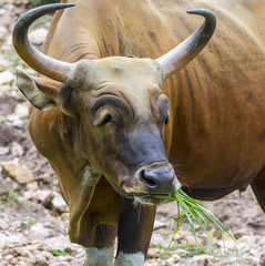 Banteng or Red Bull eating grass,