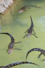 Alligator feeding