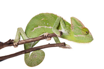 Jemenchamaeleon