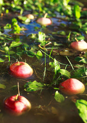 Fallen from the tree apples in the water with autumn leaves, sel