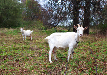 Obraz na płótnie Canvas two goats graze in the meadow in autumn