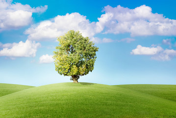 Fototapeta na wymiar Baum auf grüner Wiese vor blauem Himmel