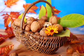 basket with fresh walnuts