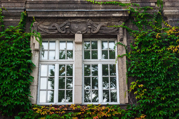 Dekorativ umranktes Fenster