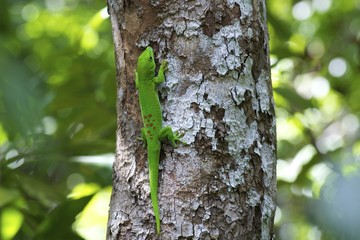 geco madagascar