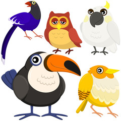 five colorful cute birds with white background