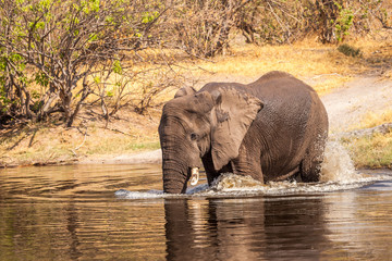 African elephant in the river