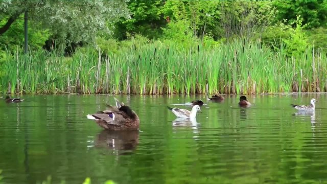Timelapse - Busy day in the duck pond